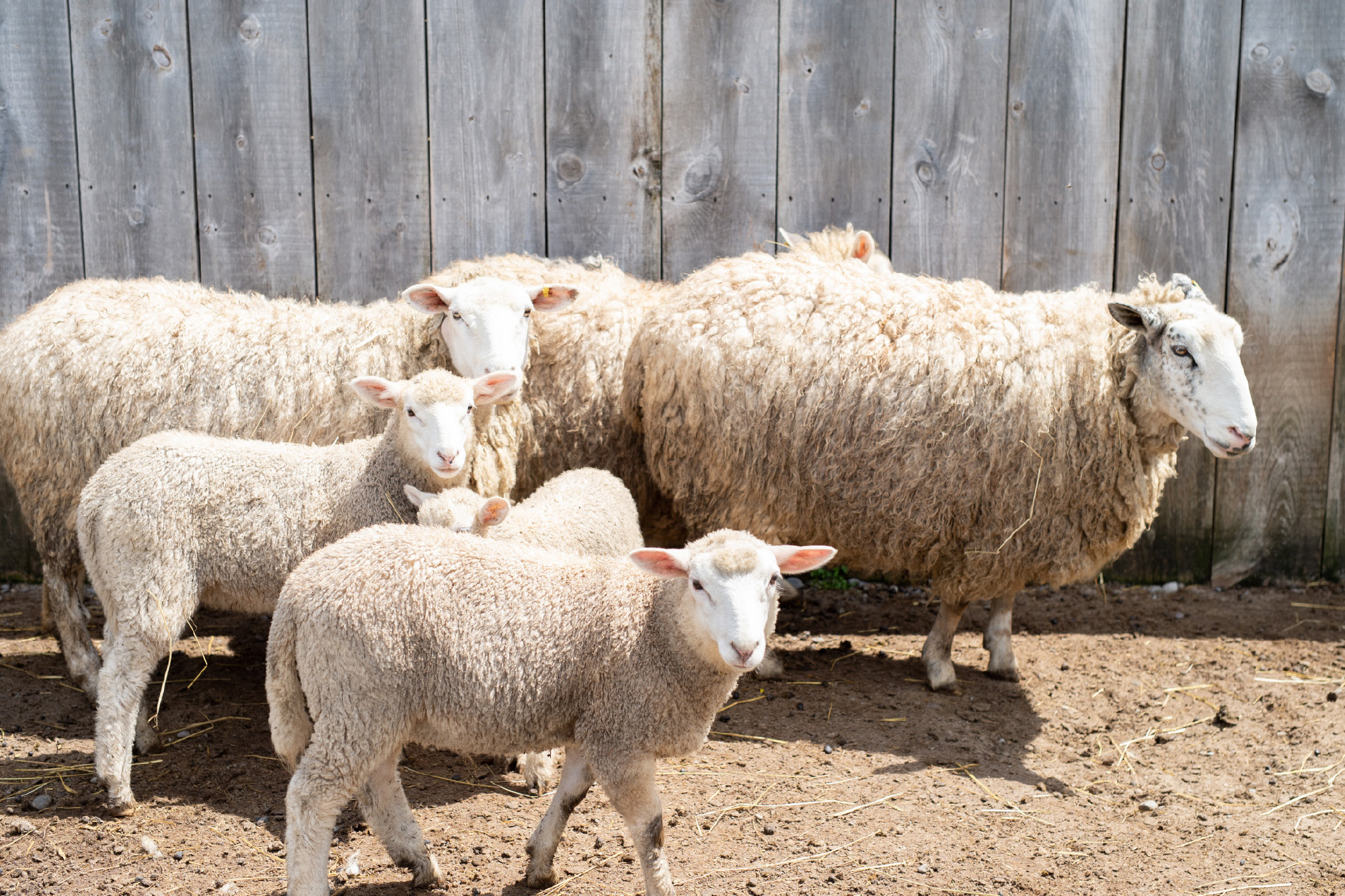 All natural farm raised lamb V1