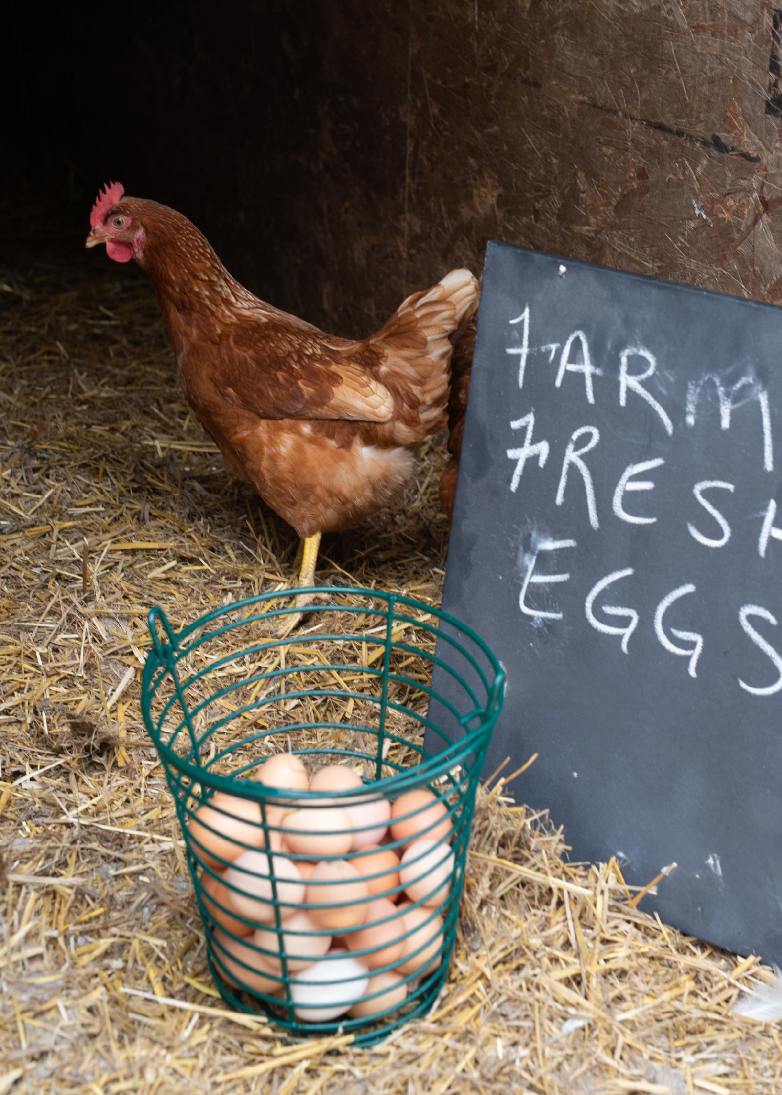 Pasture raised eggs V
